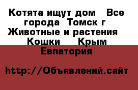 Котята ищут дом - Все города, Томск г. Животные и растения » Кошки   . Крым,Евпатория